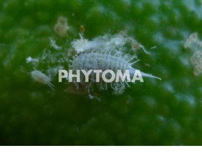 Pseudococcus longispinus 